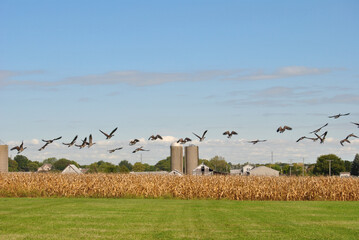 Flock of geese taking off on a flight at a corn field with silos in the background at Homer Glen, Illinois © John