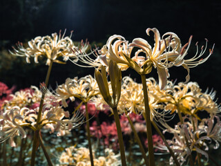 秋の白い彼岸花