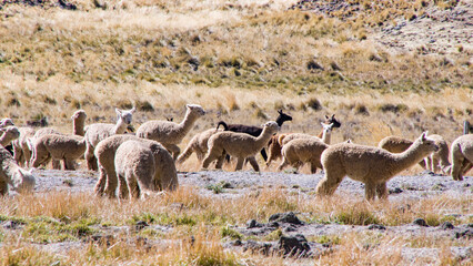 Many Alpacas grazing on browm grass