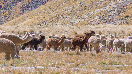 Muti colored alpacas and llamas grazing