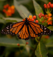 Mariposa Danaus plexippus sobre una flor en macro