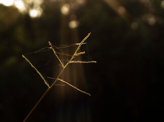 Telaraña a la luz de la mañana. poca profundidad de campo