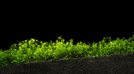 The fish tank aquatic plants grow in granular aquarium soil on black background.