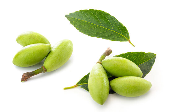 Chinese olives (Canarium album) with leaves on white background.
