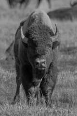 Intensity on Elk Ranch Flats

