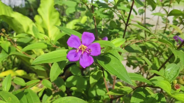 A close-up of a bright purple Melastoma affine flower blooming among green leaves in a sunny outdoor garden, with a building in the background.