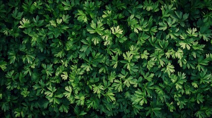 Obraz premium Lush Green Parsley Background