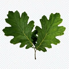Fototapeta premium oak leaf isolated on white