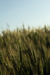 field of wheat