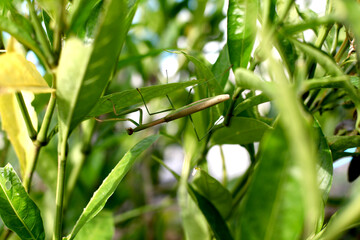 mantis camouflaged among the leaves © awgraphoto