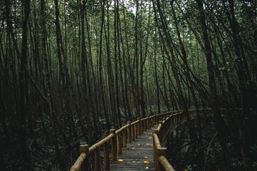 Obraz premium Deep mangrove forest of Mu Ko Chumphon National Park, Thailand.