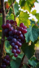 Close-up of red grape bunches hanging on vines with blurred background