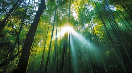 Serene Forest Landscape with Sunlight Beams Illuminating the Green Foliage