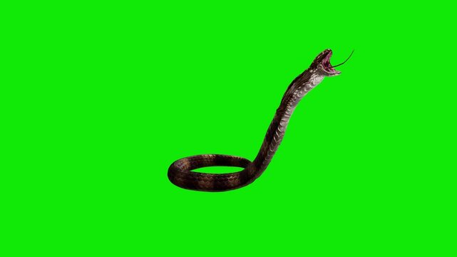 King Cobra - Asian Snake - Dark Skin with Light Stripes - Aggressive Standing and Jumping Attack Loop - Front Angle CU View - Green Screen - Realistic 4K UHD 3D animation on croma key background
