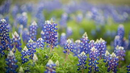 Vibrant Spring Meadow with Blooming Purple Lupine Flowers