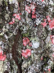 Macro Morphology of Red Fungi on Tree Bark (Basidiomycota sp.)