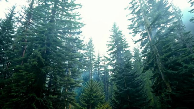 Tall evergreen trees stretch towards a bright overexposed sky in a dense forest. The towering trunks create a sense of scale and immersion with a misty atmosphere lending a serene and quiet beauty