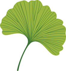 Green ginkgo leaf