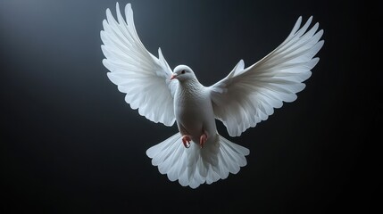 Obraz premium white dove flying on the transparent background