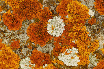Beautiful nature patterns of colored mosses and lichens, natural texture background, Close-up...