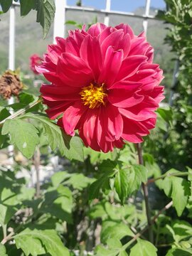 pink colored dahlia like flower with green foliage in the garden