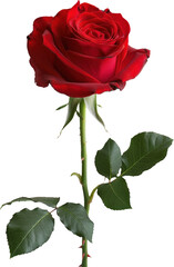 Single red rose on black background