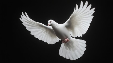 Obraz premium white dove isolated on transparent background