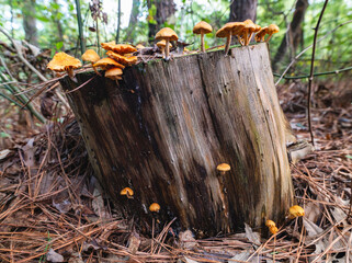 Mushrooms on a stump