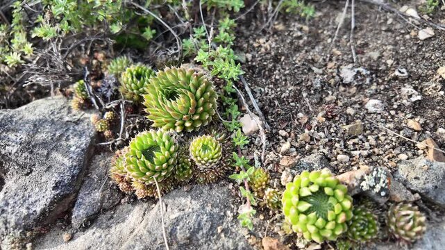 Rosettes (hen-widdies) of wild houseleeks, Sempervivum ruthenicum, family Crassulaceae plants in an alpine meadow, Succulent plant