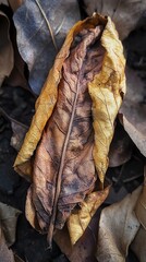 Autumnal Leaf Detail: A Study in Brown and Gold