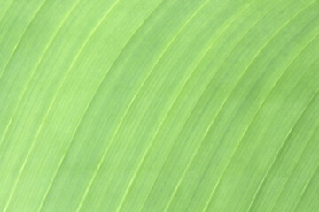 Dumb green texture background