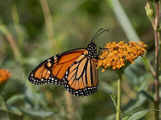 Naklejka premium Monarch Butterfly (Danaus plexippus) – Known for its epic migration, this iconic North American butterfly has striking orange and black patterned wings.
