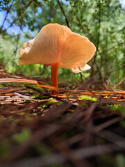 Dancer mushroom in the forest. Spanish flamenco like fungi.