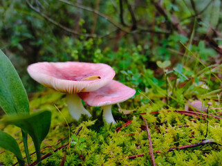 Twin pink mushrooms aft6er a light rain. Autumn trekking.