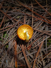 Mushroom half eaten. Pattern on the ground.
