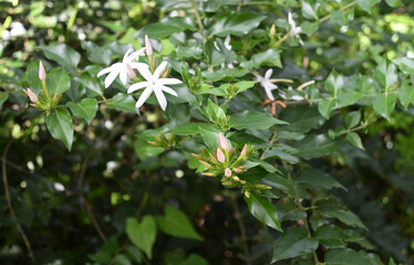 A cluster of flower buds on the star jasmine vine are ready to bloom