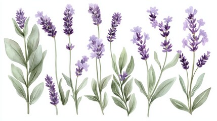 Naklejka premium Delicate Watercolor Lavender Flowers and Green Leaves on White Background - Pastel Floral Vector Illustration