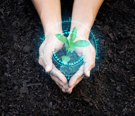 Environmental concept, tree growth, tree in hand