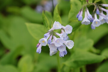 Virginia Bluebell Flower