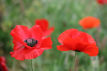 red poppy flower