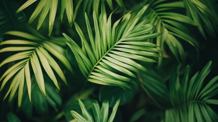 Naklejka premium Close-up of lush green palm leaves, natural foliage texture. Tropical nature and rainforest concept