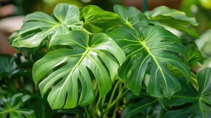 Lush green tropical plant leaves in a close-up view with sunlight filtering through.