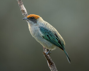 Stilpnia vitriolina