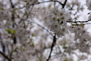 桜
