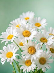 Fototapeta premium Delicate daisies bloom against a soft green background.