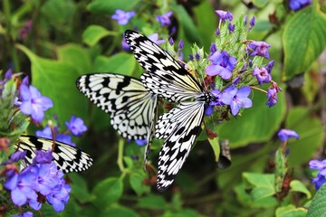 Paper kite butterflies (Idea leuconoe)  collecting nectar from the blue flower