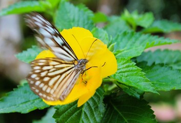 Ceylon blue glassy tiger butterfly、Ideopsis similis collecting nectar from the yellow flower