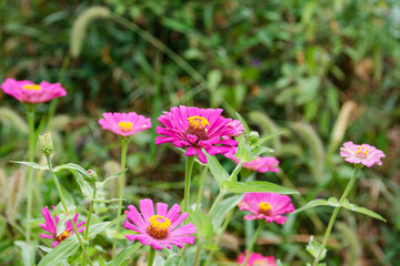 Obraz premium 涼し気に咲くジニア