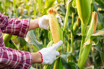 Close Up of sweet corn cob in organic corn field, Farmer's hand in gloves inspects in sweet corn....