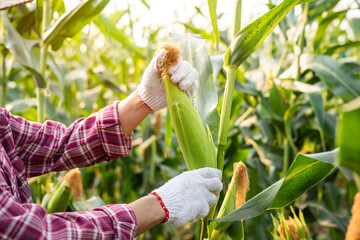 Close Up of sweet corn cob in organic corn field, Farmer's hand in gloves inspects in sweet corn....